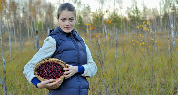 Woman picking ripe cranberies
