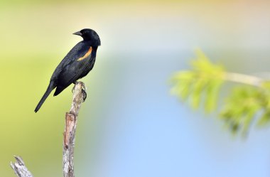 Kırmızı omuzlu karatavuk (Agelaius olsun)