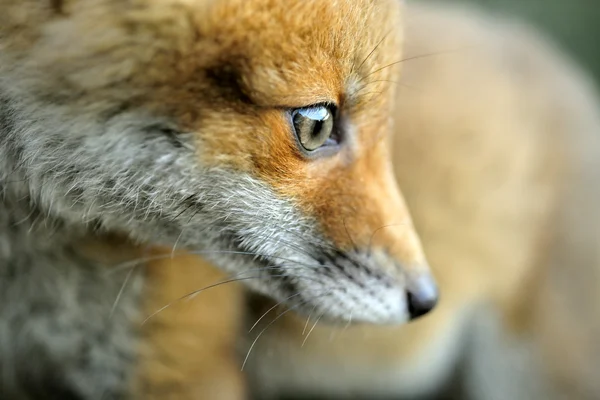 Портрет красной лисы (Vulpes vulpes ) — стоковое фото