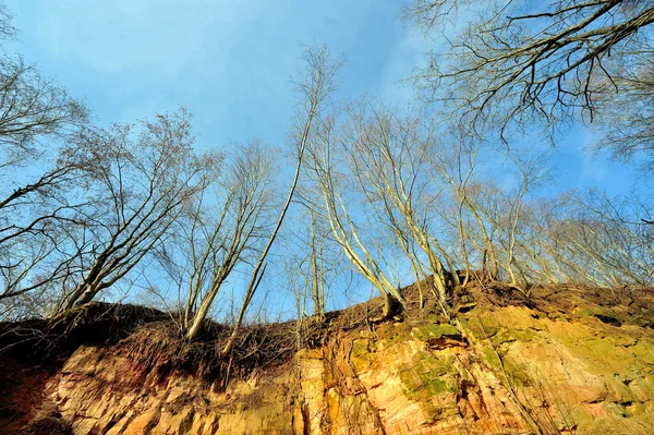 Arbre nu sur un fond bleu ciel. Tôt au printemps — Photo