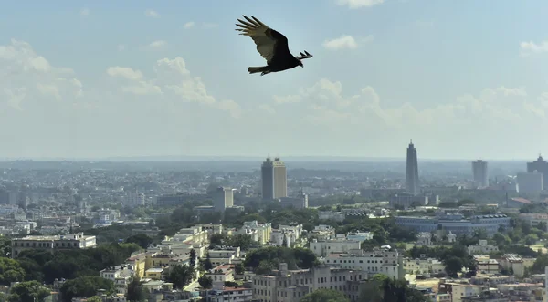 Os abutres americanos (Cathartidae Lafresnaye) sobrevoam Havana Cuba . — Fotografia de Stock