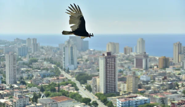 Os abutres americanos (Cathartidae Lafresnaye) sobrevoam Havana Cuba . — Fotografia de Stock