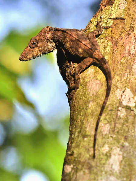 Anolis (Chamaeleolis) guamuhaya — Zdjęcie stockowe