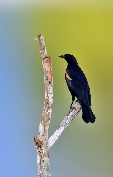 Páskovaná Blackbird (Agelaius assimilis) — Stock fotografie
