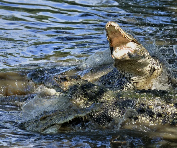The Cuban crocodile jumps out of the water. — Stock Photo, Image