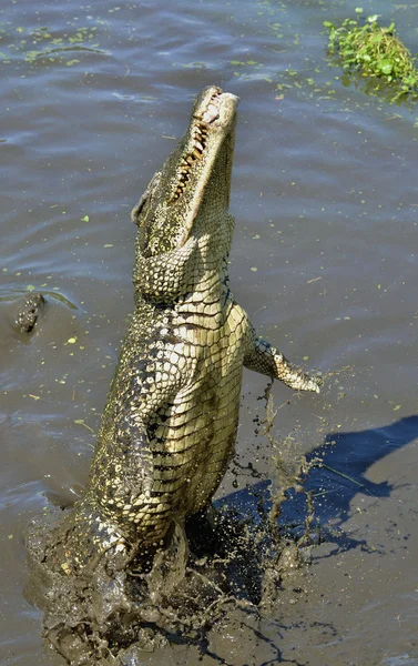 O crocodilo cubano salta da água . — Fotografia de Stock