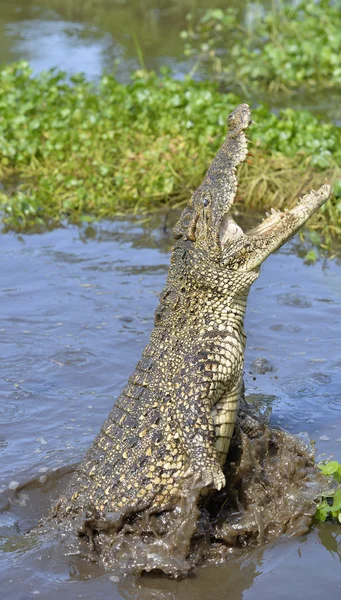 Das kubanische Krokodil springt aus dem Wasser. — Stockfoto