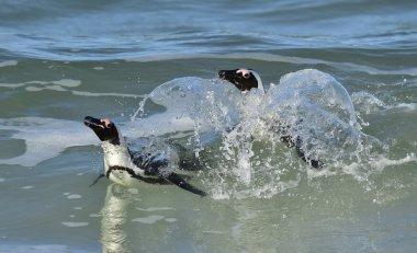 Afrika penguenler (spheniscus demersus) okyanus bırakın