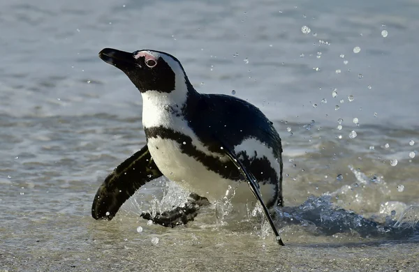 Portrait of African penguin (spheniscus demersus) — Stock Photo, Image