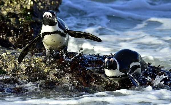 African penguins (spheniscus demersus) leave the ocean — Stock Photo, Image