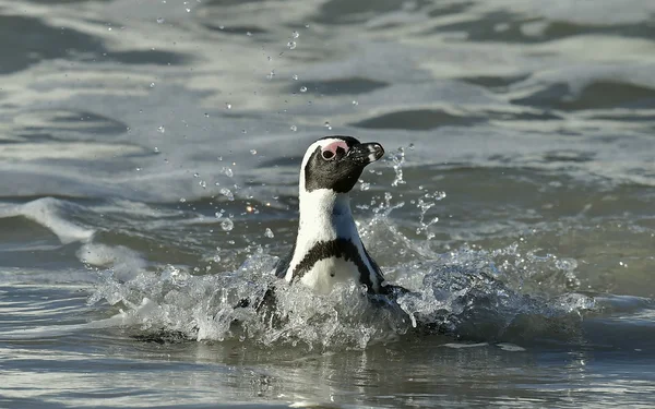 Portrait of African penguin (spheniscus demersus) — Stock Photo, Image