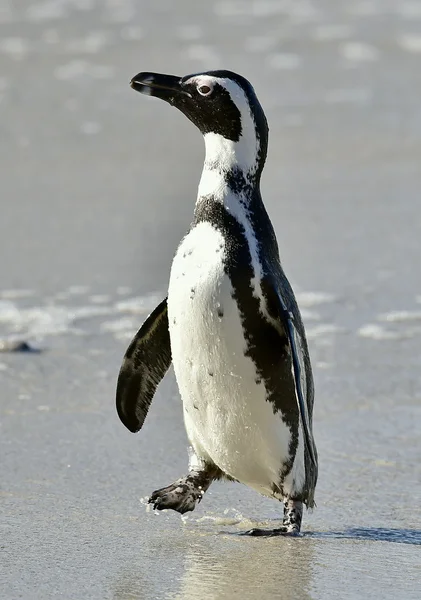 Retrato de pinguim africano (spheniscus demersus ) — Fotografia de Stock