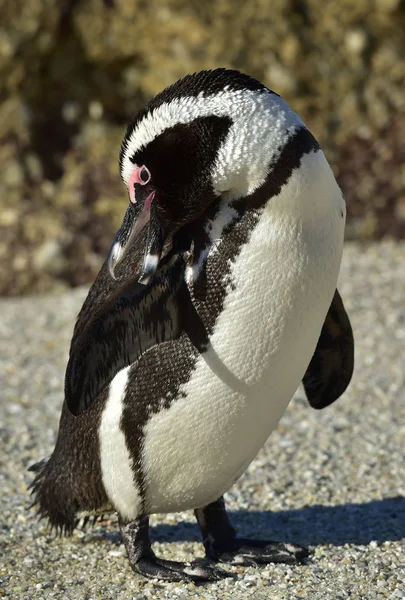 Portrait of African penguin (spheniscus demersus) — Stock Photo, Image