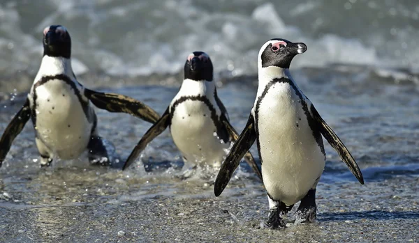 African penguins (spheniscus demersus) — Stock Photo, Image