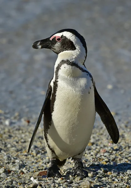 Pápaszemes pingvin (egyede megtalálható demersus): a sziklák colony. Dél-Afrika — Stock Fotó