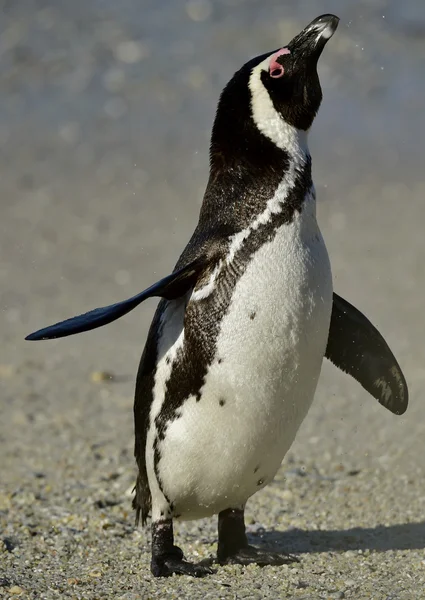 Pinguino africano (spheniscus demersus) nella colonia di Boulders. Sudafrica — Foto Stock