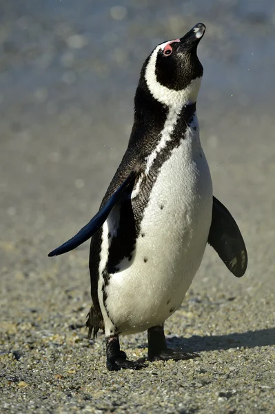 Afrikaanse pinguïn (spheniscus demersus) op de rotsen kolonie. Zuid-Afrika — Stockfoto