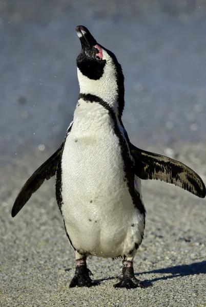 Afrikaanse pinguïn (spheniscus demersus) op de rotsen kolonie. Zuid-Afrika — Stockfoto