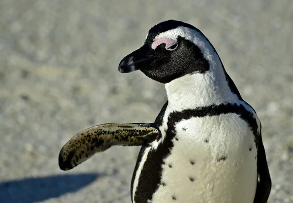 African penguin (Spheniscus demersus) on the beach, — Stock Photo, Image