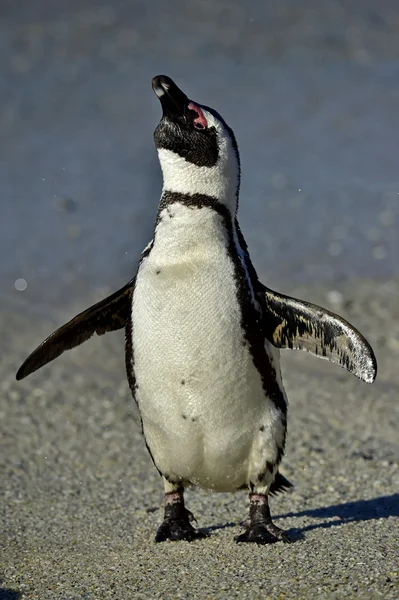 African penguin (spheniscus demersus) at the Boulders colony. South Africa — Stock Photo, Image
