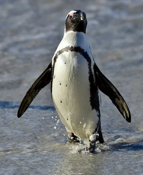 Африканский пингвин (spheniscus demersus) в колонии Боулдерс. Южная Африка — стоковое фото