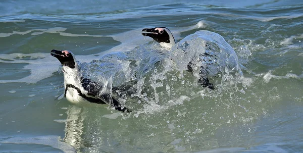 African penguins (spheniscus demersus) leave the ocean — Stock Photo, Image