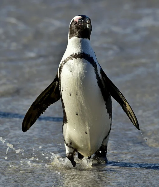岩植民地のアフリカ ペンギン (繁殖ケープ)。南アフリカ — ストック写真