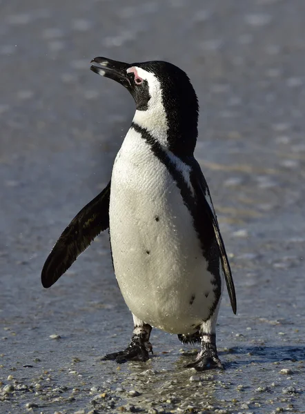 African penguin (spheniscus demersus) at the Boulders colony. South Africa — Stock Photo, Image