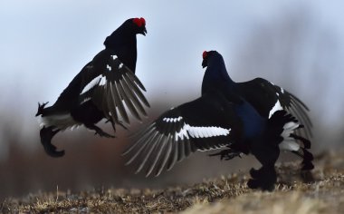 Lekking siyah yakınmaların (Tetrao tetrix).