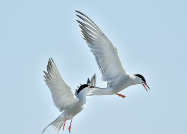 Ortak kırlangıçlar (Sterna hirundo)