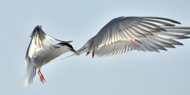 Ortak kırlangıçlar closeup portresi