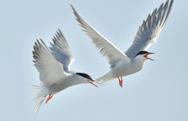 Ortak kırlangıçlar (Sterna hirundo)