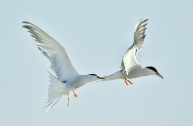 Ortak kırlangıçlar (Sterna hirundo).