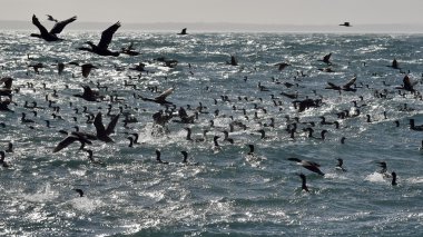 Cape karabatak (phalacrocorax capensis)