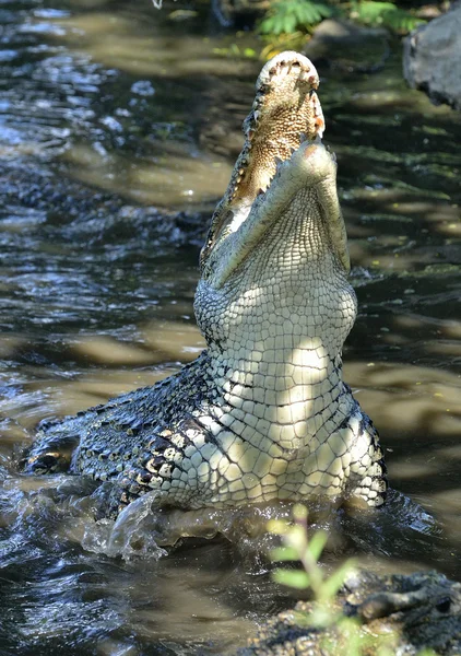 Angriff Krokodil. Kubanisches Krokodil (crocodylus rhombifer)) — Stockfoto