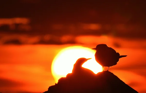 普通燕鸥在夕阳红的剪影 — 图库照片