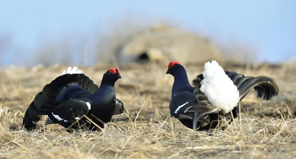 Pollos negros de lekking (Tetrao tetrix ). — Foto de Stock