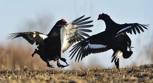 Pollos negros de lekking (Tetrao tetrix ). — Foto de Stock