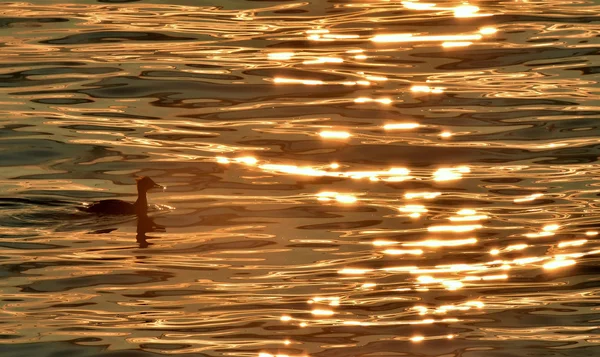 CONCENTRAÇÃO COMUM RED-BREASTED nadando em água refletida belamente por do sol — Fotografia de Stock