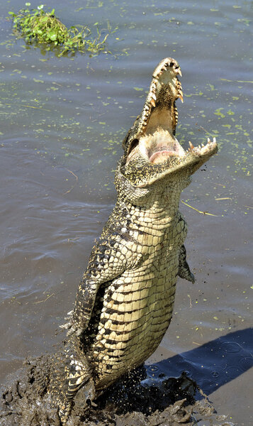 Attack crocodile. Cuban Crocodile (crocodylus rhombifer)