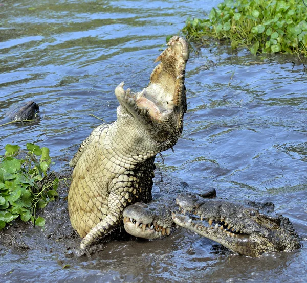 Timsah saldırısı. Küba timsahı (crocodylus rhombifer) — Stok fotoğraf