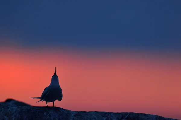 Silhouette de Sternes pierregarins sur le coucher du soleil rouge — Photo