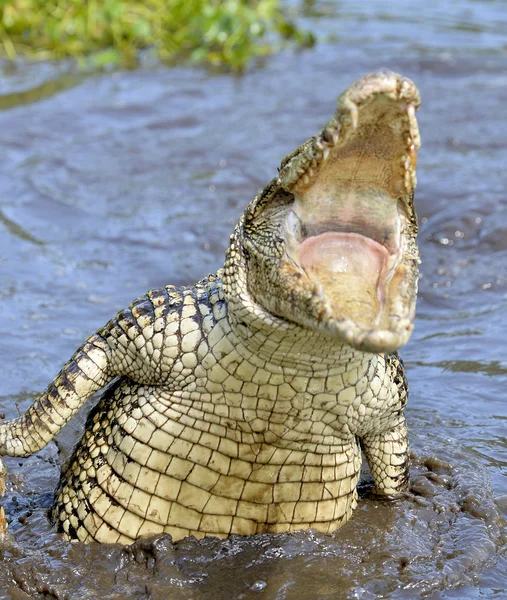 Atak krokodyla. Krokodyl kubański (crocodylus rhombifer) — Zdjęcie stockowe