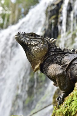 Yanında bir su düşüş ormandaki Iguana.