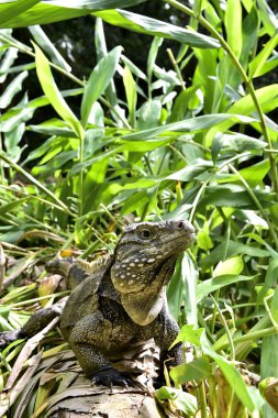 Küba rock iguana (cyclura nubila)
