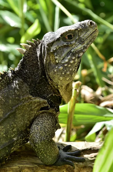 Cuban rock iguana — Stock Photo, Image