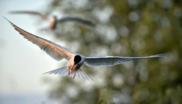 Rybák obecný (Sterna Hirundo) v letu — Stock fotografie