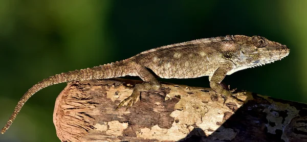 Anolis (Chamaeleolis) guamuhaya — 스톡 사진