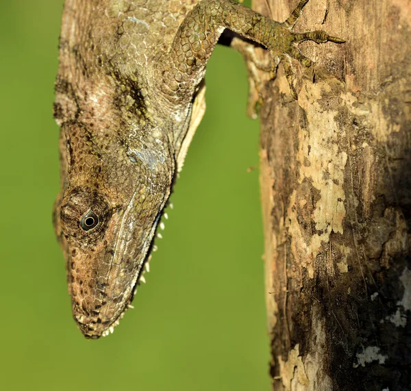 Guamuhaya Anolis (Chamaeleolis) — стокове фото