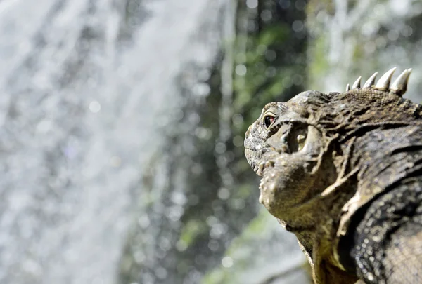 Iguana i skogen bredvid en vatten falla. — Stockfoto